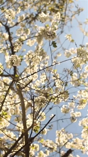 You can count on us to turn Macon Bibb County pink 💖 And we’re counting down the days Counting on the fun Counting on celebrating together🌸 44th Cherry Blossom Festival in Macon, GA, here we come! 📆 March 20-29, 2026 | Cherry Blossom Festival, Macon Georgia