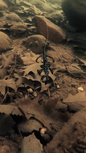 97K views · 620 reactions | Rapala on Reels | Facebook