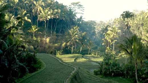 Palm Trees, Hills, Village. Free Stock Video