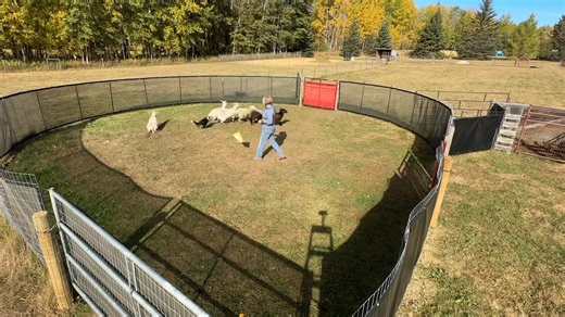 72K views · 884 reactions | What does a first time on sheep look like? Here’s Shep - 20 weeks old, meeting sheep for the first time. This is the stage where so many handlers worry about “ruining their dog”. But with the right approach, it’s where you build the foundation for everything that comes next. That’s exactly what I’ll teach you in Starting Your Dog On Sheep - doors close October 4th. https://www.iherdonline.com/starting-your-dog-on-sheep | IHerd | Facebook