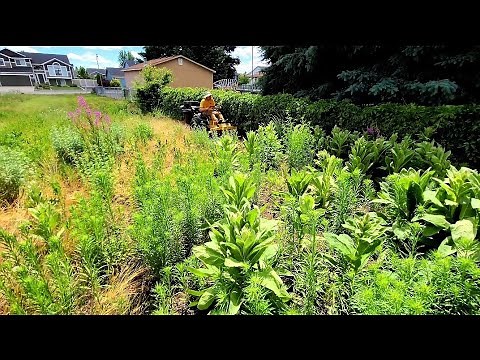 Overgrown Property Mowing [CAUTION: 4ft Weed Jungle]