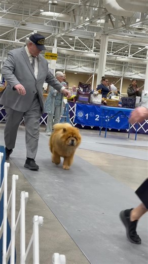 Non-Sporting Group - Des Moines IA (2nd Show) #fblifestyle #travelwithsunshine #dogshowlifestyle #fypシ #dogbreeds #akcdogshow #dogshow2026 #AKCGroups #Groups #BestDayEver #showdogsoftiktok #Specialties #Purebreddogs #BestOfBreed #ringsidehounds #AKCNationalSpecialty | Ringside Hounds