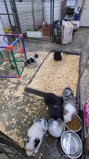 Super surprised no one has snatched up this black tri boy for their program. Panel clear by parentage, 2 bright baby blues, asdr mini, full collar, red factored, super playful, should look like his daddy when grown and be about his size. Eight 50 with breeding rights so heck of a deal. | Anita's Aussies