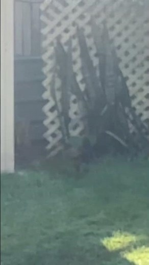 Benny Hill Theme Tune