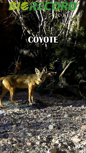 3K views · 85 reactions |  Capté a estos astutos coyotes en Guaymas, Sonora  #wildlife #faunasilvestre #fauna #Sonora | BIORecord | Facebook