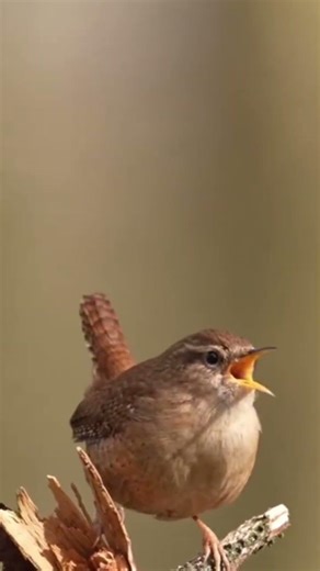EURASIAN WREN