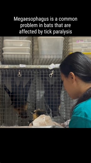 Tick bats in different stages of recovery #bat #wildlife #animal #flyingfox #rescue #rehabilitation #australianwildlife #fnqwildliferescue #tolgabathospital #batbaby | Tolga Bat Hospital