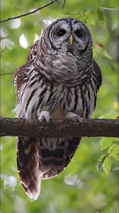 160K views · 12K reactions | Pretty lady 9/20/25 looking beautiful as ever. What part of the country to you see owls? What kind? #Owl | Kyle Underwood photography | Facebook