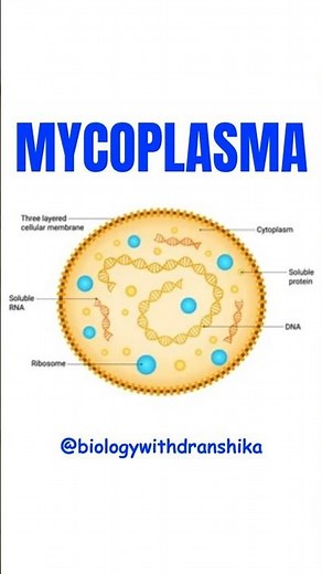 Mycoplasma — the smallest living cell! #mycoplasma #microbiology #biology