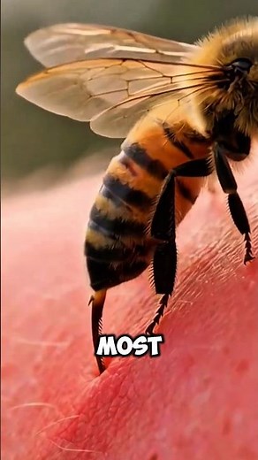 Why Honeybees Die After Stinging 🐝