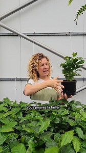 La plante à 10$ de la semaine : Coffea arabica (plant de caféier) ☕️🌿 Quantités : 100 Limite d’une plante par client *Réservation par téléphone seulement Conseils d’entretien : ☀️Lumière vive, sans soleil direct (évitez les rayons brûlants) 💦Gardez le terreau légèrement humide, sans détremper 🌿Aime une bonne humidité ambiante (brumisez si l’air est sec) 🌱Rempotez tous les 1 à 2 ans pour favoriser sa croissance 🐾Non toxique pour les animaux si non consommé en grande quantité (attention aux g