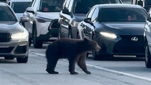 Bear stops traffic on California freeway