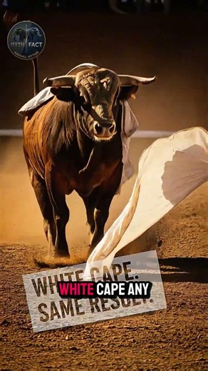 Bulls Don't React to Red They Never Did 🐂