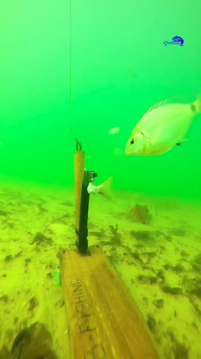 CUTTLEFISH 🦑 | AYouB/Fishing