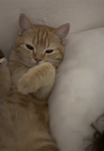 ที่นอนประจำกับท่านอนประจำ#yuzumeow #cat #scottish