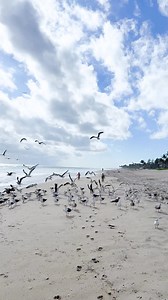 Tiny feet racing after seagulls on the shore. Happy Video Reel! | Naomi Day