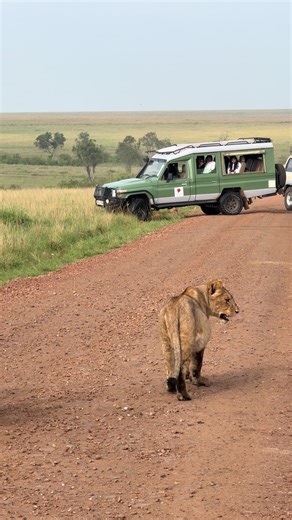 A luxury safari in Kenya is more than just a game drive; it’s about waking up to Mt. Kilimanjaro views in Amboseli, dipping into a private infinity pool overlooking the Mara River, and ending the day with a candlelit dinner under the African stars. From the exclusive conservancies of Laikipia to the iconic plains of the Maasai Mara, Kenya’s premium lodges offer a seamless blend of untamed nature and world-class hospitality. Whether it's a private helicopter tour over the Suguta Valley or a bush 