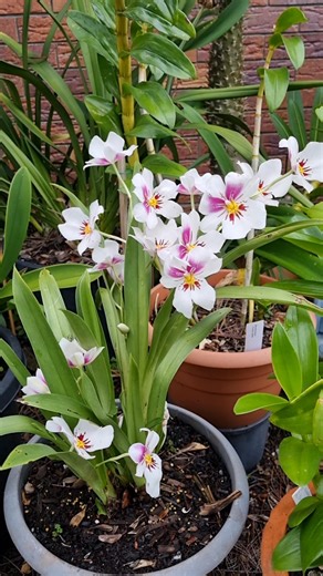 Miltoniopsis Princess Diana Orchids 😍💖 #orchids | Mary Rose