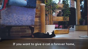 5.2K views · 69 reactions | Have you been to visit the Kitty Cafe? ...