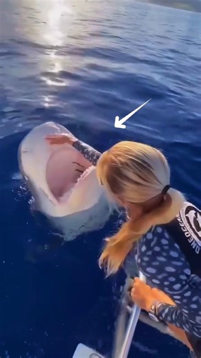 Humans Saved a Mother Shark”#shorts #animals