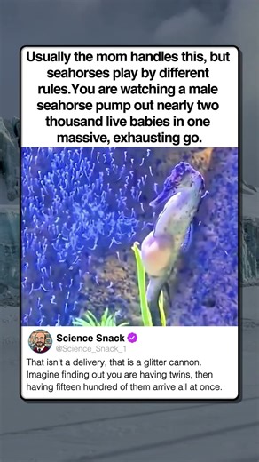 MALE SEAHORSE GIVES BIRTH