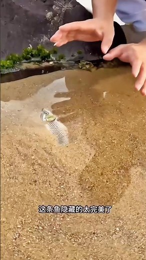 ladke ko fish nhi milti