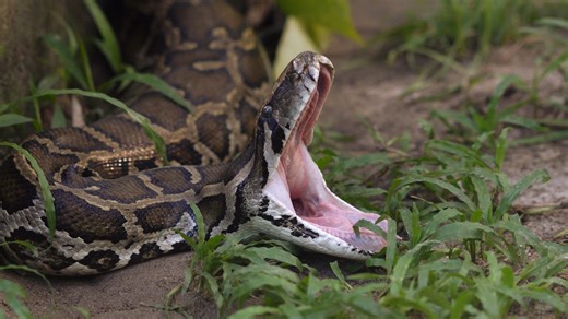 Five things to know about Florida's Python Challenge