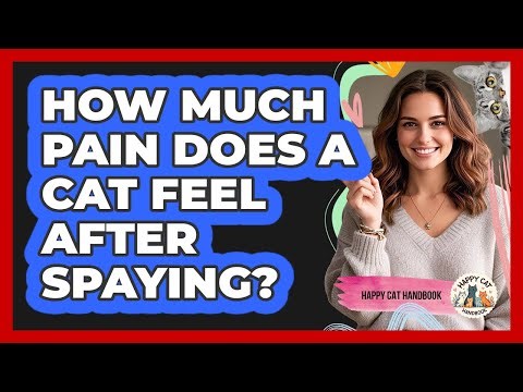 How Much Pain Does A Cat Feel After Spaying? - Happy Cat Handbook