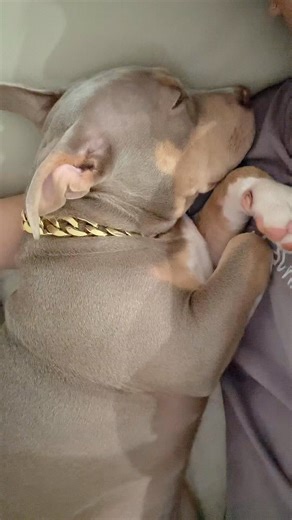 I Just Took A Shower And It’s Cold #imchloethepocketbully #dog #doglover #americanbully #pet | Chloe The Pocket Bully