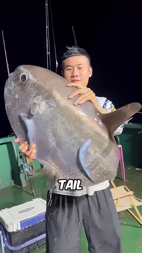 133K views · 768 reactions | Why Sunfish Never Run Away Even When Eaten #Sunfish #OceanLife #MarineBiology #WeirdNature #FunFact #DeepSeaMystery #SunfishFacts #NatureIsWild #SeaCreatures #OceanSecrets #AnimalBehavior #WildlifeFacts #NatureCuriosities #DidYouKnow #MarineLife | FactPaw | Facebook