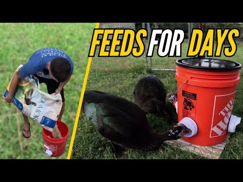 DIY Duck Feeder Build | Automatic, No Waste, Easy to Make