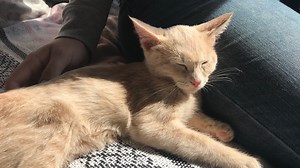 Happy Cat Cafe hosts two-year 'purr-fect' party