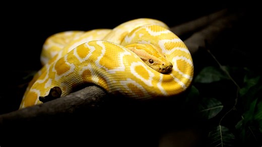 Schlange Python Reptil - Free video on Pixabay