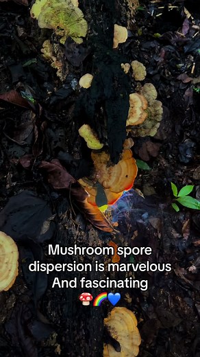 Mesmerizing Spore Release from Bracket Fungi | Nature Magic