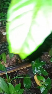 what a great adventure saw this python in its natural habitat an incredible experience to observe this stunning species in the wild! #WildlifeAdventure #HerpingRajaAmpat #WhiteLippedPython #ReptileExpedition #PapuaWildlife #NightSafari #NaturePhotography #ExploreRajaAmpat | Raja Ampat Herping