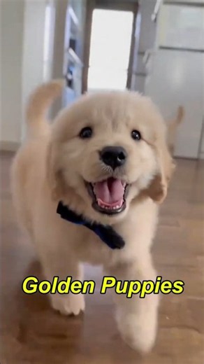 These cute golden retriever puppy will brighten up your day