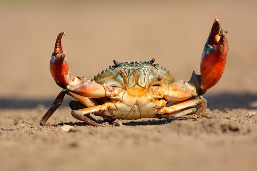 Why do crabs walk sideways? The surprising reason behind their quirky side-step | Discover Wildlife