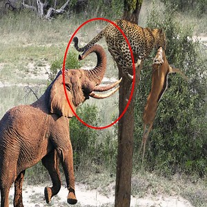 398K views · 57 reactions | Hero Monkey Save Baby Deer From Lion Leopard Cheetah Attack | Animals Save Another Animals Join group to get more information Amazing Animals | Bravo Animals | Facebook