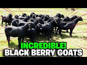 Black Berry Goats | South African - Albie Horn
