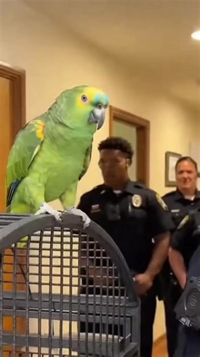 101K views · 2K reactions | Talking parrot having a funny chat with a...