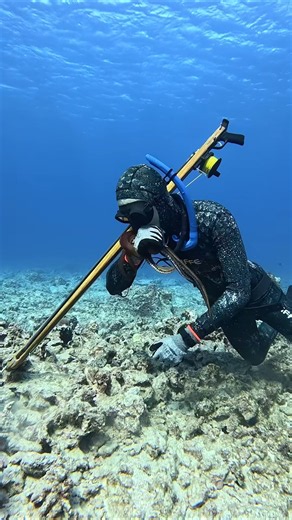 How We Catch Octopus in Hawaii #fishing #spearfishing