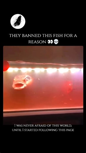 wierd_world on Instagram: "Snakehead fish are predatory freshwater fish native to parts of Asia and Africa, famously known for their long, cylindrical bodies and large scales on their heads that give them a snake-like appearance. Often referred to as "Frankenfish," they are notorious for being a highly invasive species in the United States. One of their most remarkable adaptations is a primitive lung-like organ that allows them to breathe atmospheric air, enabling them to survive out of water fo