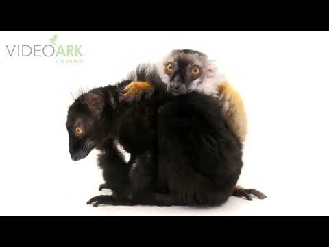 A pair of endangered black lemurs (Eulemur macaco) at the Saint Louis Zoo in Saint Louis, Missouri.