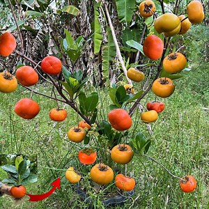 76K views · 5.3K reactions | Great Techniques of Grafting Habit fruit Tree With Aloe Vera | Tree Garden | Facebook