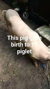 Tips on How to Grow Your Pig Faster | Pig Farming Growth Secrets for Beginners