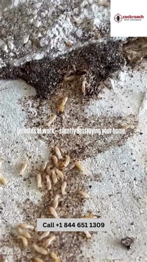 call cockroach pest control to solve this problem