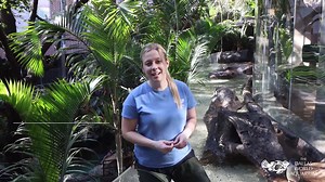 3.6K views · 166 reactions | It's time to show our Little Blue Penguins some love ♥️ | The Dallas World Aquarium | Facebook