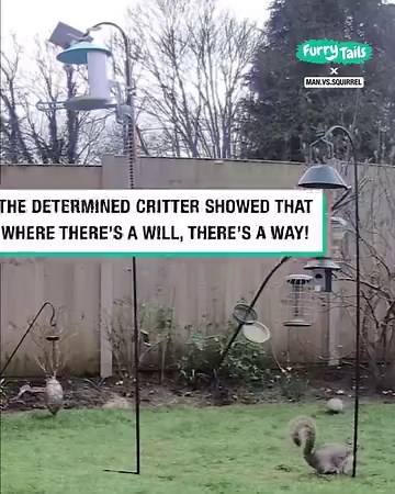 Watch this cheeky squirrel plan his attack on the bird feeder! 🐿️🤣 | Furry Tails