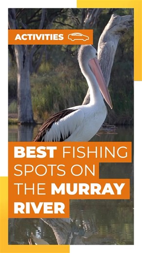🎣 It’s time to go fishing along the Murray River 🎣 What happens when you combine fishing and the Murray River? You get the ultimate fishing experience 🤩 We’ve selected the best spots along the Murray, and we’ve also listed some of the fish you might catch! Check out this reel to discover our top spots 🙌 | Choice Hotels