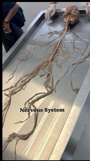 human nervous system